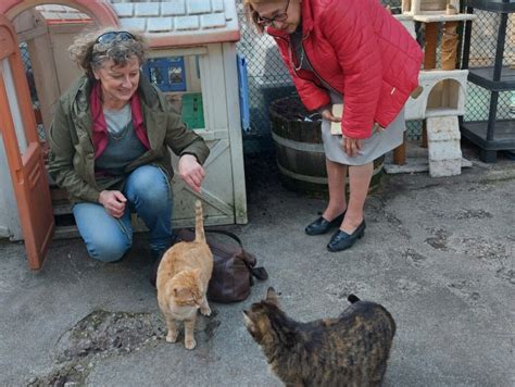 ami chat saint etienne|Amis Chats Loire